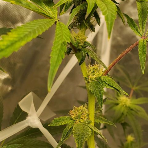 The diary of a bushy girl named Gush Mints growlog timeline photo
