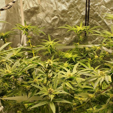 The diary of a bushy girl named Gush Mints growlog timeline photo