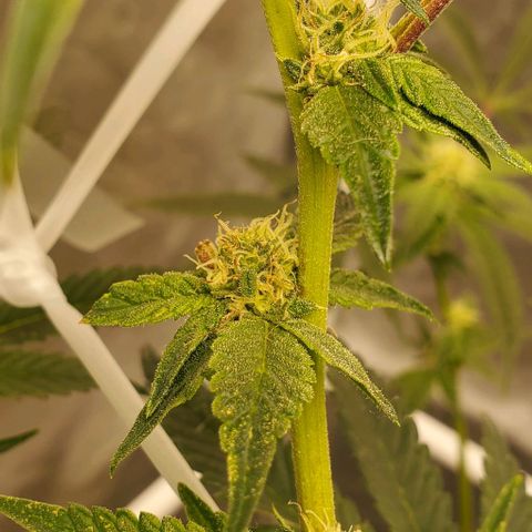 The diary of a bushy girl named Gush Mints growlog timeline photo