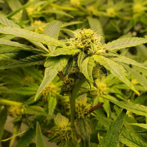 The diary of a bushy girl named Gush Mints growlog timeline photo