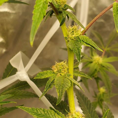 The diary of a bushy girl named Gush Mints growlog timeline photo