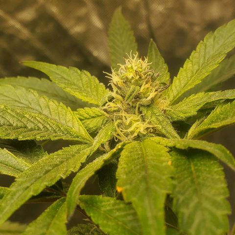 The diary of a bushy girl named Gush Mints growlog timeline photo