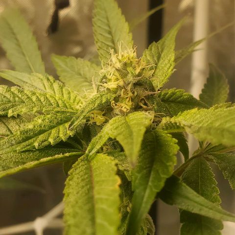 The diary of a bushy girl named Gush Mints growlog timeline photo