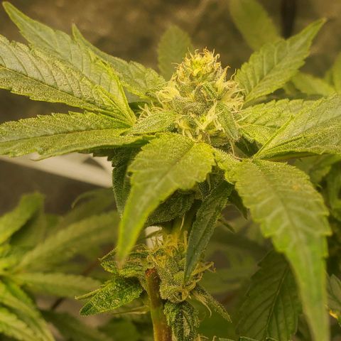 The diary of a bushy girl named Gush Mints growlog timeline photo