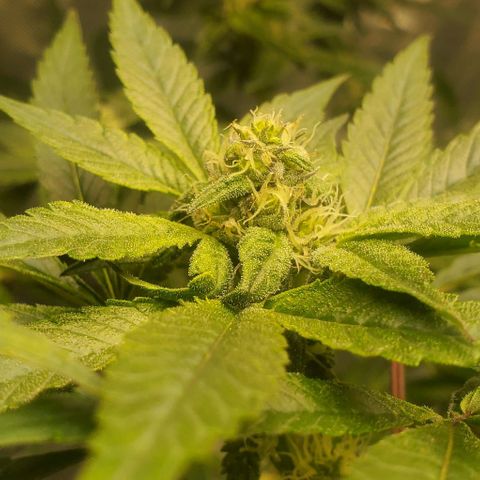 The diary of a bushy girl named Gush Mints growlog timeline photo