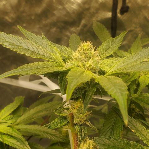 The diary of a bushy girl named Gush Mints growlog timeline photo