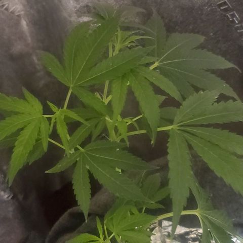 The diary of a bushy girl named Gush Mints growlog timeline photo