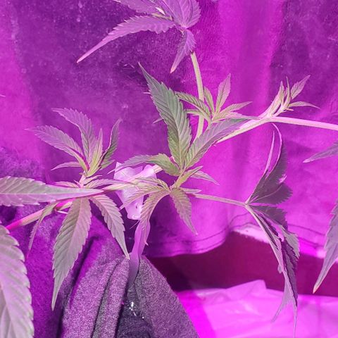 The diary of a bushy girl named Gush Mints growlog timeline photo