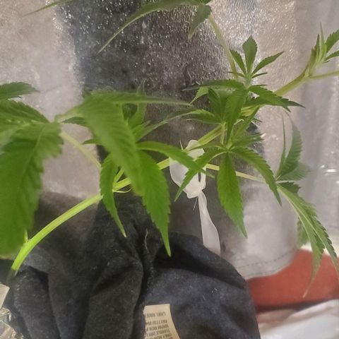 The diary of a bushy girl named Gush Mints growlog timeline photo