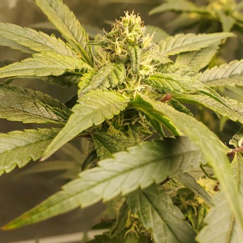The diary of a bushy girl named Gush Mints growlog timeline photo