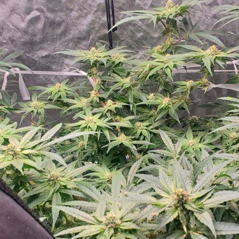 The diary of a bushy girl named Gush Mints growlog timeline photo