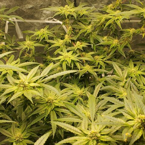 The diary of a bushy girl named Gush Mints growlog timeline photo