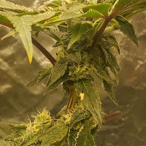 The diary of a bushy girl named Gush Mints growlog timeline photo