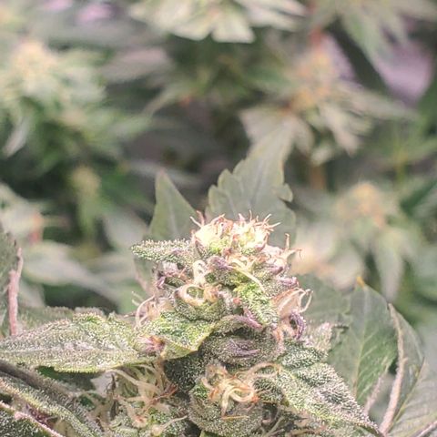 The diary of a bushy girl named Gush Mints growlog timeline photo