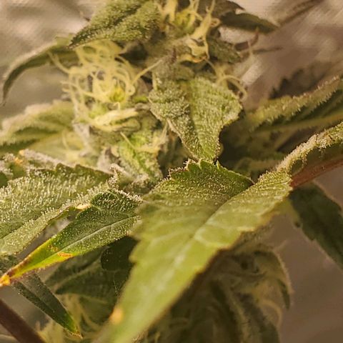 The diary of a bushy girl named Gush Mints growlog timeline photo