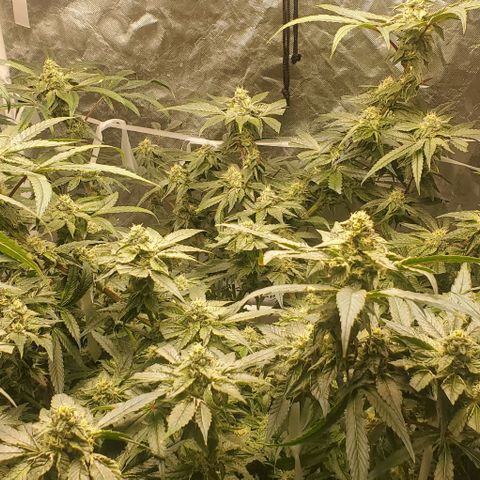 The diary of a bushy girl named Gush Mints growlog timeline photo