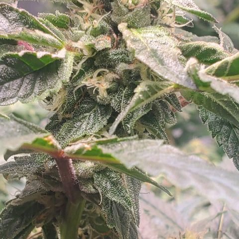 The diary of a bushy girl named Gush Mints growlog timeline photo