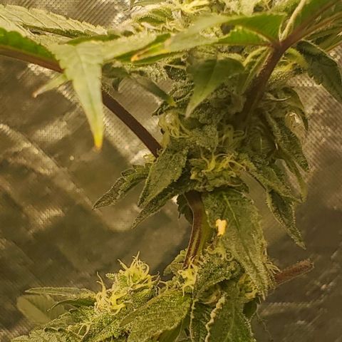 The diary of a bushy girl named Gush Mints growlog timeline photo