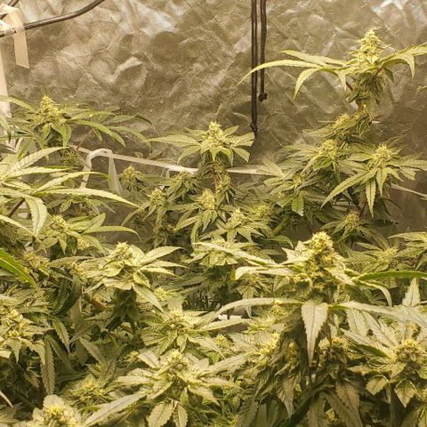 The diary of a bushy girl named Gush Mints growlog timeline photo