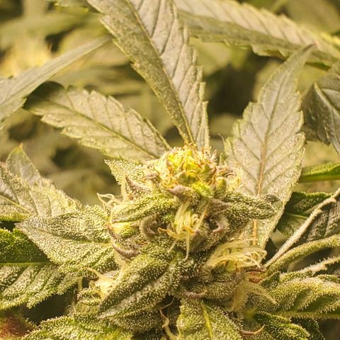 The diary of a bushy girl named Gush Mints growlog timeline photo