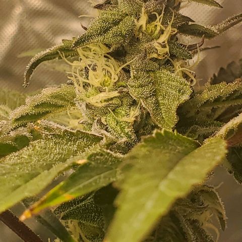 The diary of a bushy girl named Gush Mints growlog timeline photo