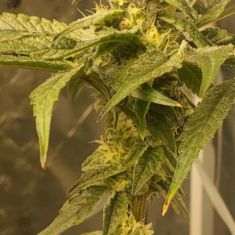 The diary of a bushy girl named Gush Mints growlog timeline photo