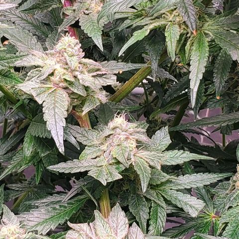 The diary of a bushy girl named Gush Mints growlog timeline photo