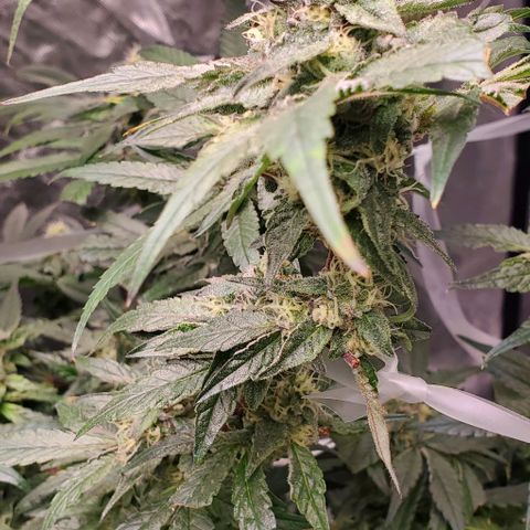 The diary of a bushy girl named Gush Mints growlog timeline photo