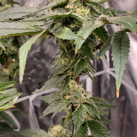 The diary of a bushy girl named Gush Mints growlog timeline photo