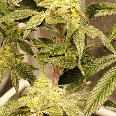 The diary of a bushy girl named Gush Mints growlog timeline photo