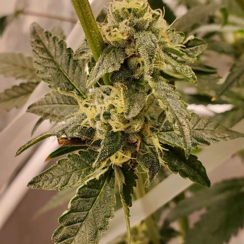 The diary of a bushy girl named Gush Mints growlog timeline photo