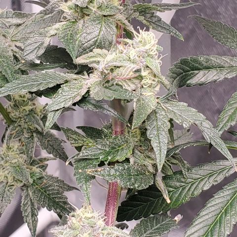 The diary of a bushy girl named Gush Mints growlog timeline photo
