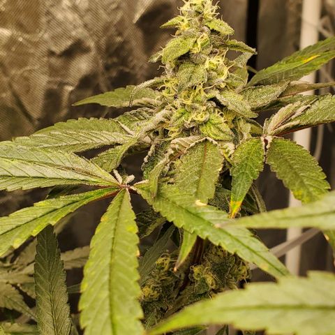 The diary of a bushy girl named Gush Mints growlog timeline photo
