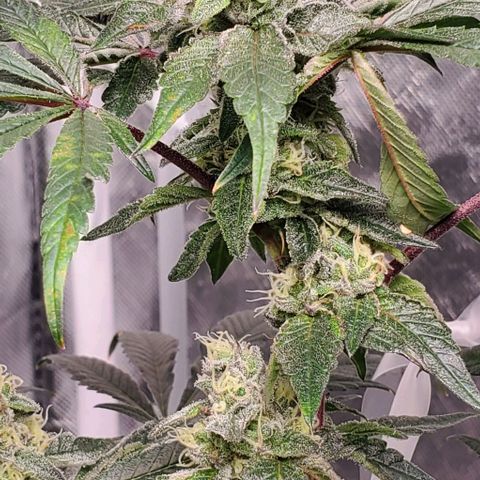 The diary of a bushy girl named Gush Mints growlog timeline photo