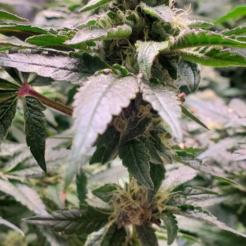 The diary of a bushy girl named Gush Mints growlog timeline photo
