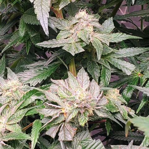 The diary of a bushy girl named Gush Mints growlog timeline photo