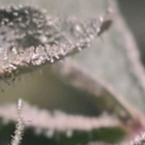 The diary of a bushy girl named Gush Mints growlog timeline photo