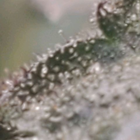 The diary of a bushy girl named Gush Mints growlog timeline photo