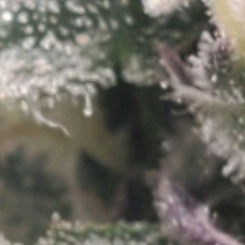The diary of a bushy girl named Gush Mints growlog timeline photo