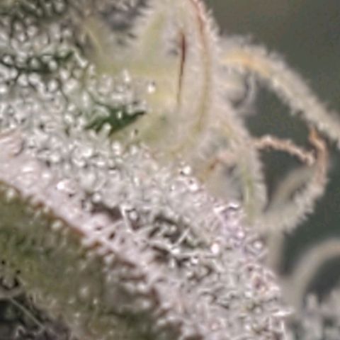 The diary of a bushy girl named Gush Mints growlog timeline photo