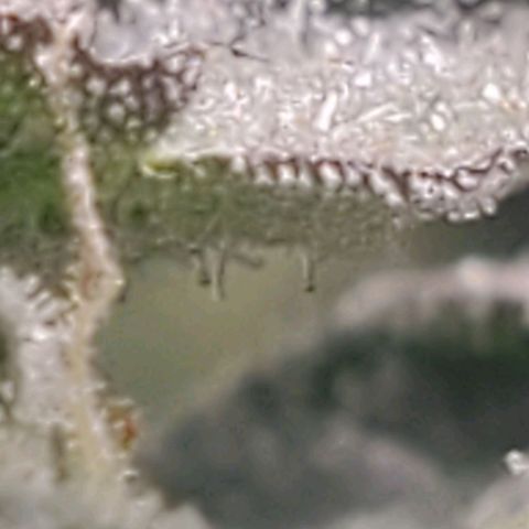 The diary of a bushy girl named Gush Mints growlog timeline photo