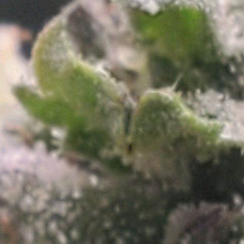 The diary of a bushy girl named Gush Mints growlog timeline photo