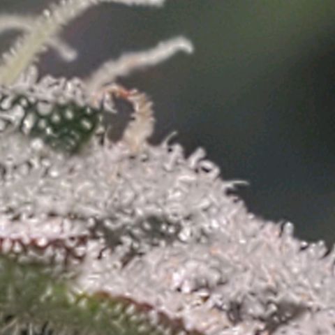The diary of a bushy girl named Gush Mints growlog timeline photo