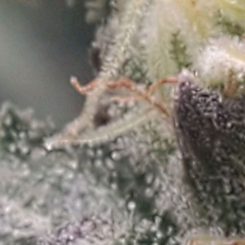 The diary of a bushy girl named Gush Mints growlog timeline photo