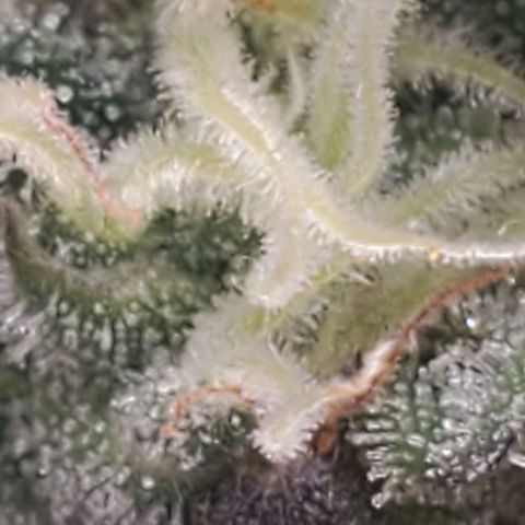 The diary of a bushy girl named Gush Mints growlog timeline photo