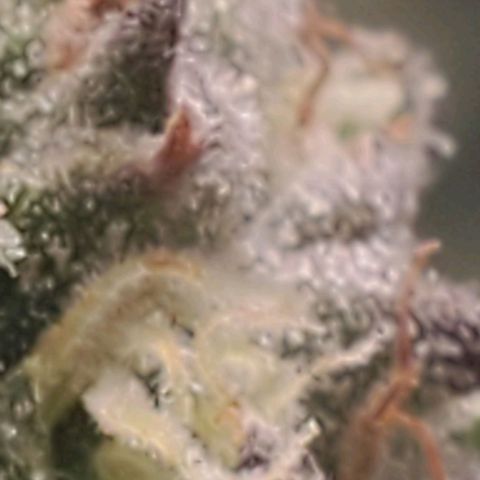 The diary of a bushy girl named Gush Mints growlog timeline photo
