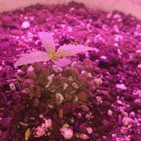London cheese growlog timeline photo
