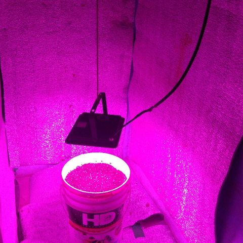London cheese growlog timeline photo