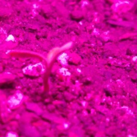 London cheese growlog timeline photo