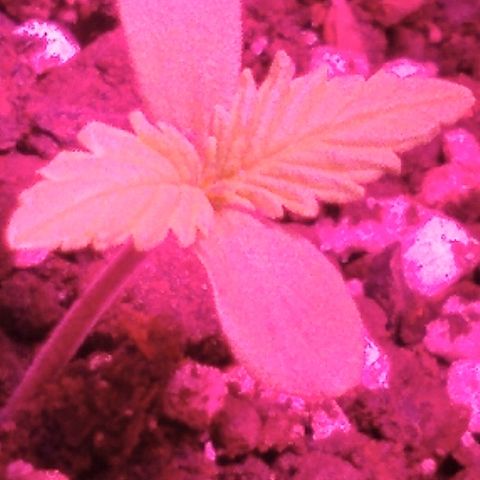 London cheese growlog timeline photo
